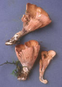 Gomphus clavatus2 Mushroom