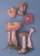Laccaria amethysteo occidentalis Mushroom