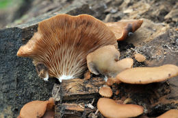 Crepidotus applanatus