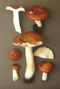 Russula paludosa2 Mushroom