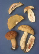 Leccinum rugosiceps2 Mushroom