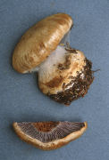 Cortinarius glaucopus 3 Mushroom