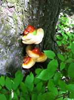 Ganoderma lucidum2