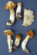 Tricholoma intermedium Mushroom
