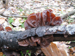 Auricularia auricula2