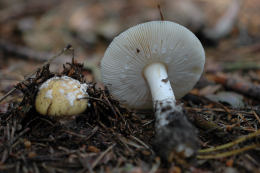 Amanita gemmata 3