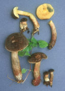 Boletus zelleri Mushroom