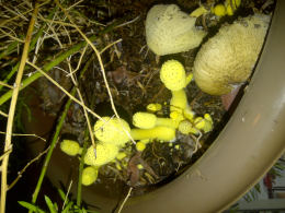 Leucocoprinus birnbaumii2