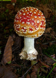 Amanita muscaria 26