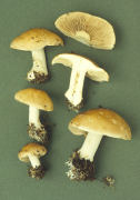 Hebeloma sinapizans Mushroom