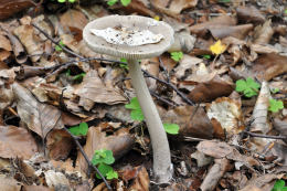 Amanita vaginata var alba014