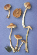 Cortinarius liquidus Mushroom