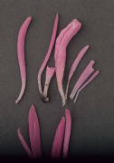 Clavaria rosea Mushroom