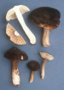 Lactarius fallax var concolor Mushroom