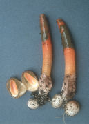 Mutinus caninus Mushroom