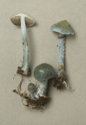 Stropharia aeruginosa Mushroom