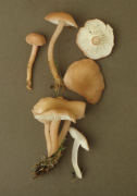 Calocybe carnea 2 Mushroom