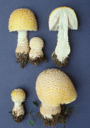 Amanita muscaria var formosa Mushroom