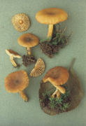 Lactarius cyathula Mushroom