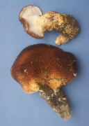 Albatrellus ellisii Mushroom