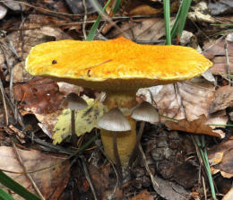 Boletinus cavipes