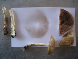 Agaricus diminutivus