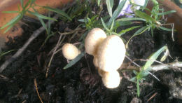 Leucocoprinus birnbaumii2