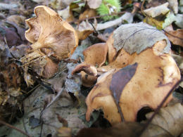 Clitocybe gibba