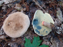 Boletus inedulis