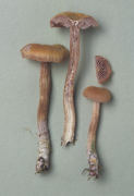 Laccaria bicolor 4 Mushroom
