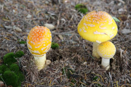 Amanita muscaria 26