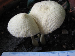 Leucocoprinus birnbaumii2