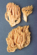 Ramaria flavigelatinosa var megalospora Mushroom