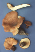 Paxillus atrotomentosus2 Mushroom
