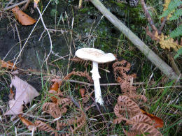 Amanita citrina 7