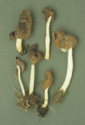 Leptopodia elastica Mushroom
