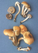 Hypholoma capnoides Mushroom
