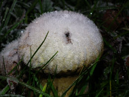 Lycoperdon perlatum