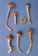 Cortinarius fulvescens Mushroom