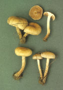 Hebeloma strophosum Mushroom