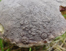 Boletus zelleri