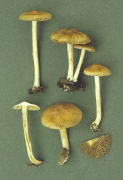 Inocybe hirtella Mushroom