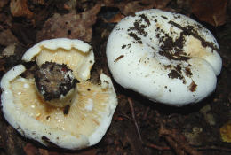 Lactarius vellereus2