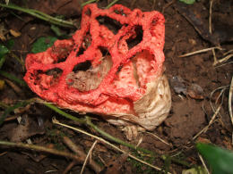 Clathrus ruber