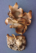 Sarcosphera crassa Mushroom