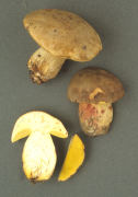 Boletus impolitus3 Mushroom