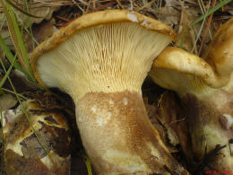Paxillus atrotomentosus2