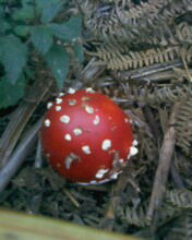 Amanita muscaria 26