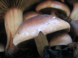 Hypholoma sublateritium3