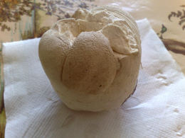 Calvatia utriformisF.jpg